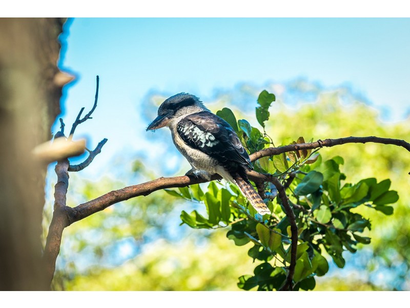 11 Brownell Drive, Byron Bay NSW 2481