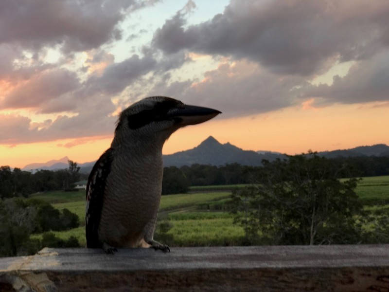 110a Mullumbimby Road, Mullumbimby NSW 2482