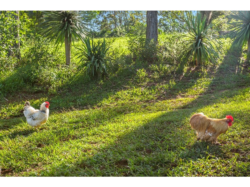853 Bangalow Road, Bangalow NSW 2479