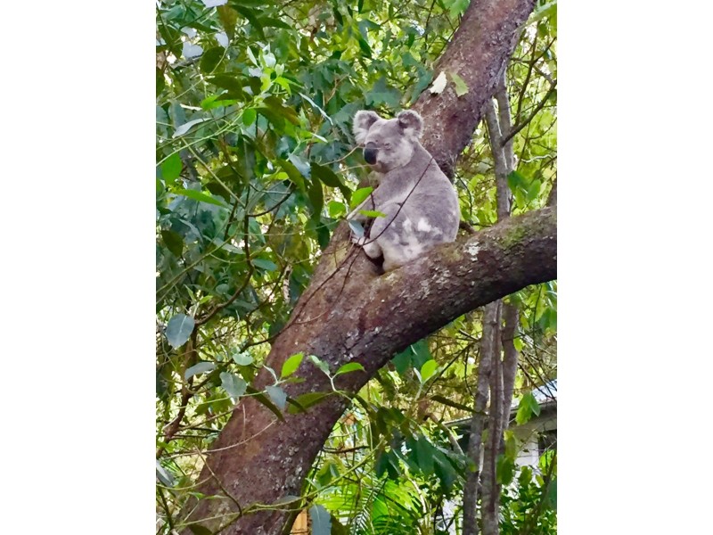 55 Lilli Pilli Drive, Byron Bay NSW 2481