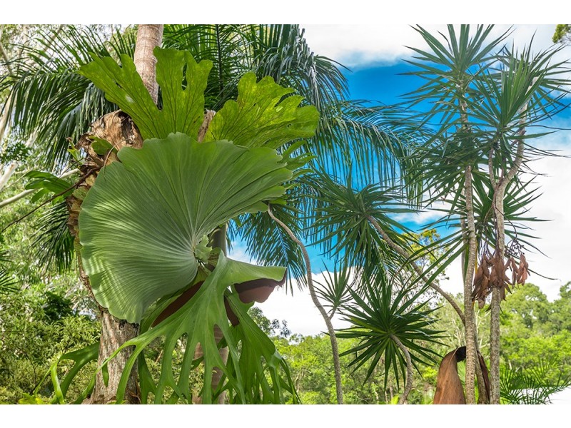 31 Cemetery Road, Byron Bay NSW 2481