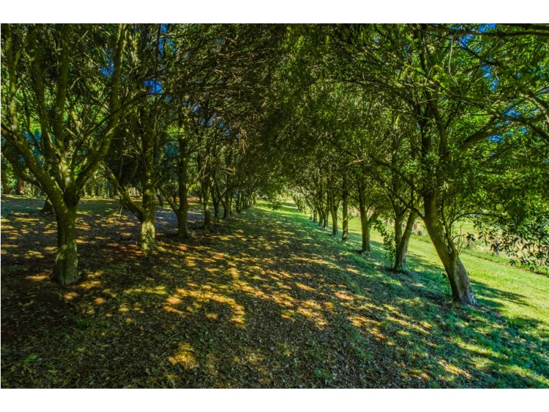 100 Binna Burra Road, Binna Burra NSW 2479