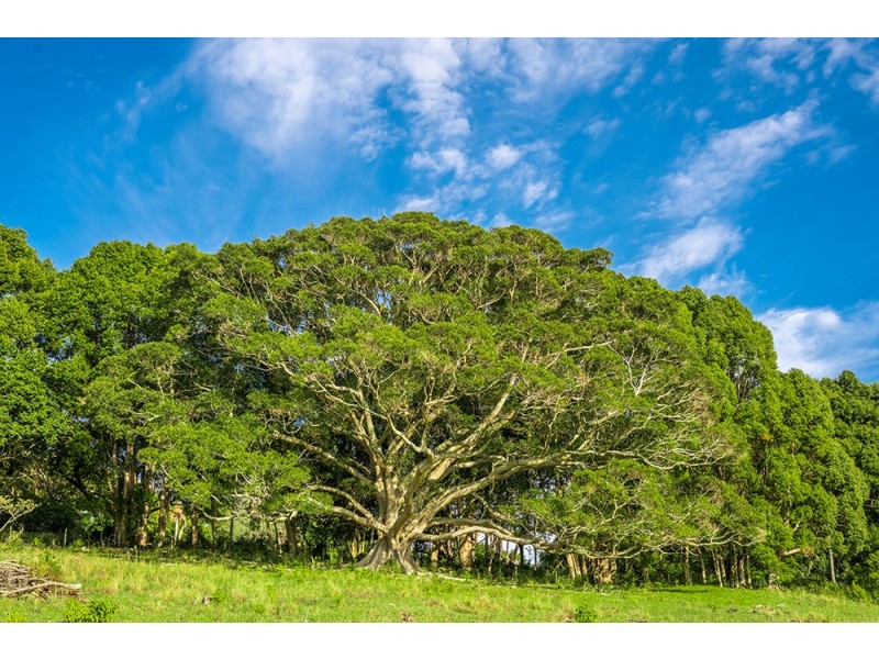 Lot 4 Booyong Road, Booyong NSW 2480