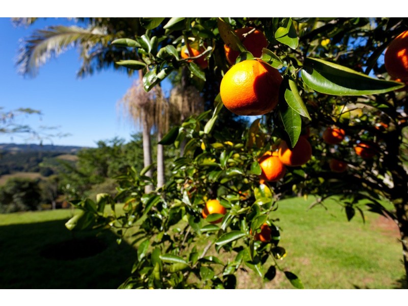 409 Ridgewood Road, Rosebank NSW 2480