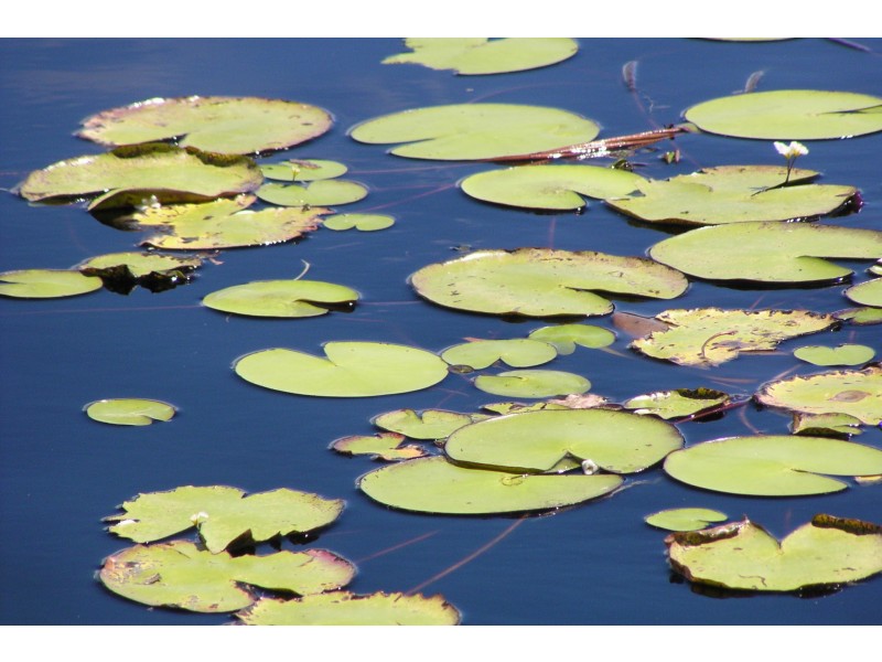 81A Stewart Street, Lennox Head NSW 2478