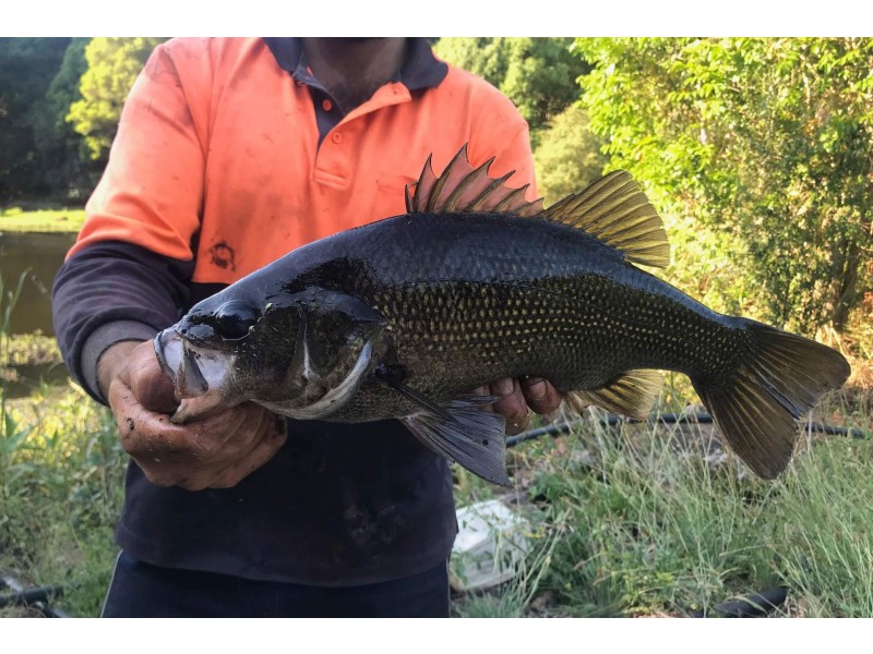 606 Lismore Road, Nashua NSW 2479