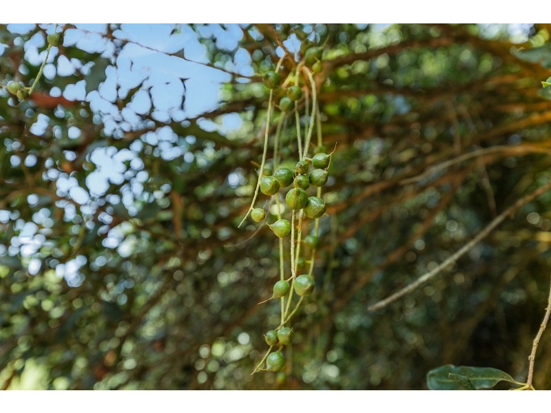 606 Lismore Road, Nashua NSW 2479