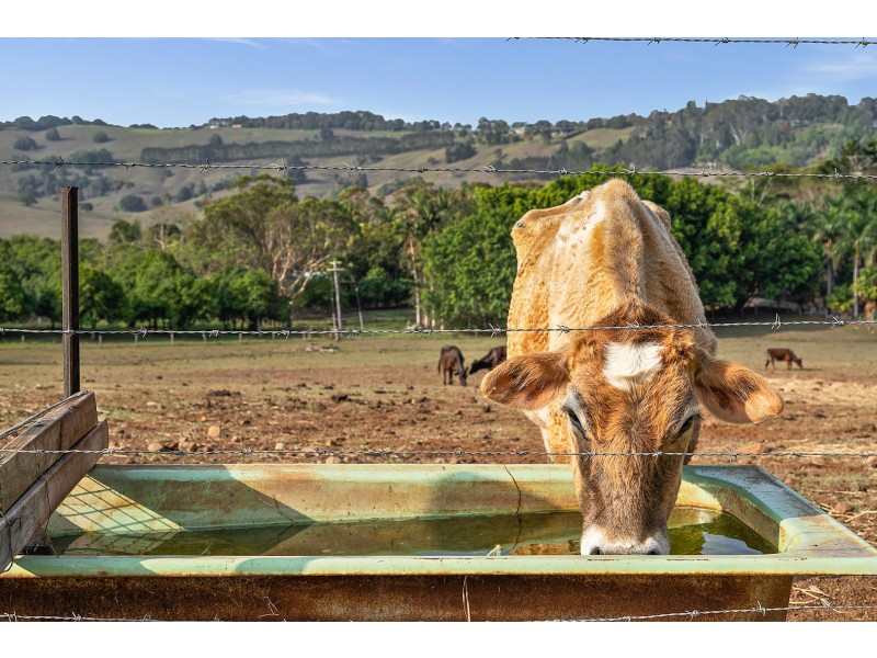 81 & 81A Myocum Road, Ewingsdale NSW 2481