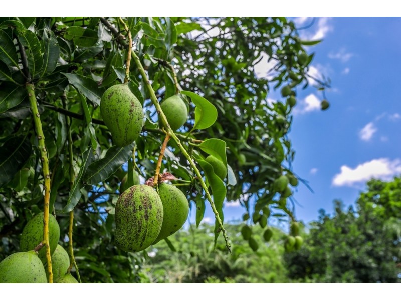 244 Goremans Road, Eureka NSW 2480