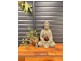336 The Channon Road, The Channon NSW 2480