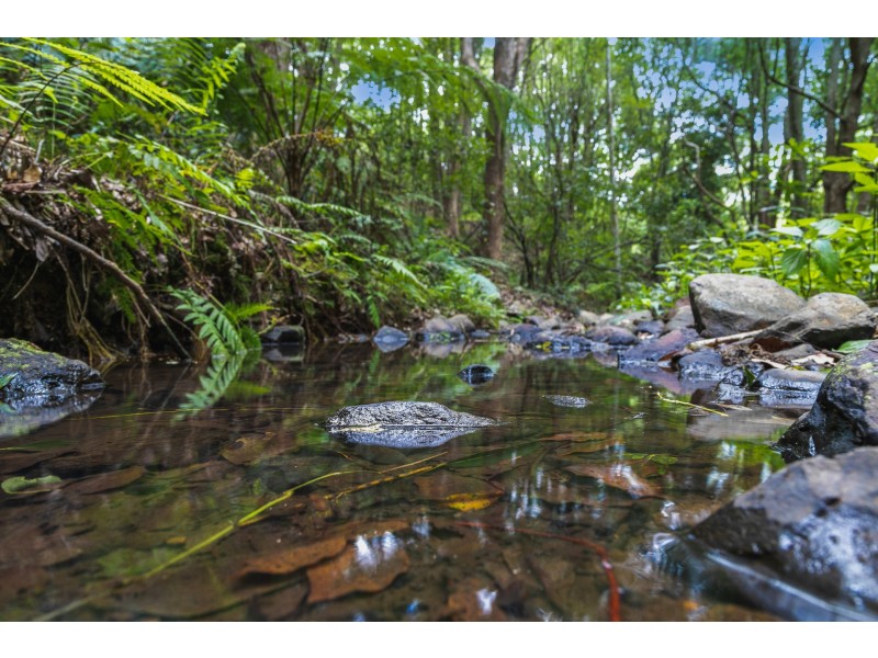 167 Sheaffes Road, Goonengerry NSW 2482