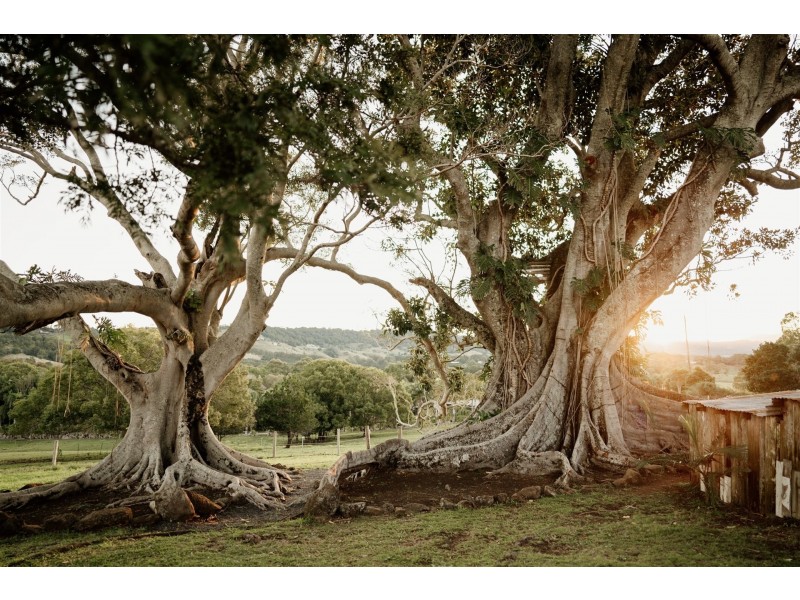 81 Myocum Road, Ewingsdale NSW 2481