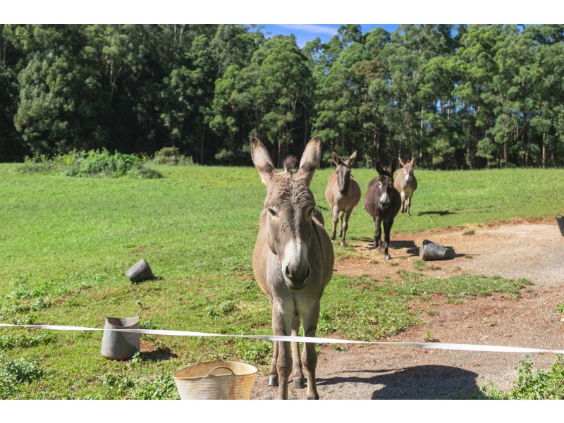 62 Tickles Road, Upper Coopers Creek NSW 2482