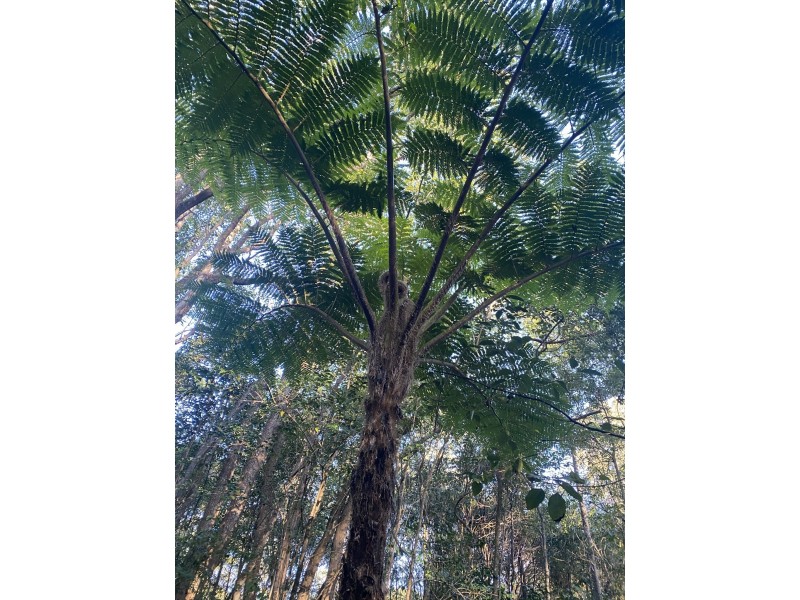 567 Friday Hut Road, Possum Creek NSW 2479