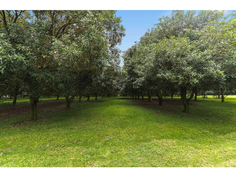 388 Repentance Creek Road, Federal NSW 2480