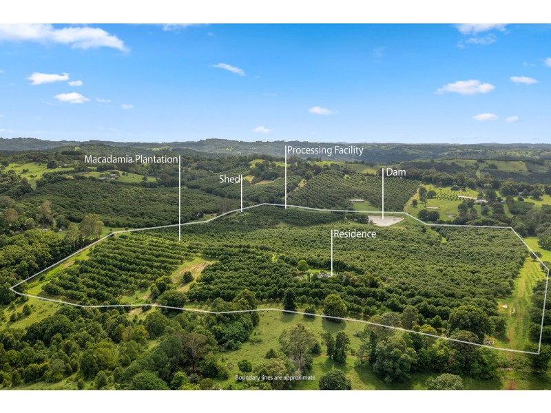 43 Lychee Drive, Rosebank NSW 2480