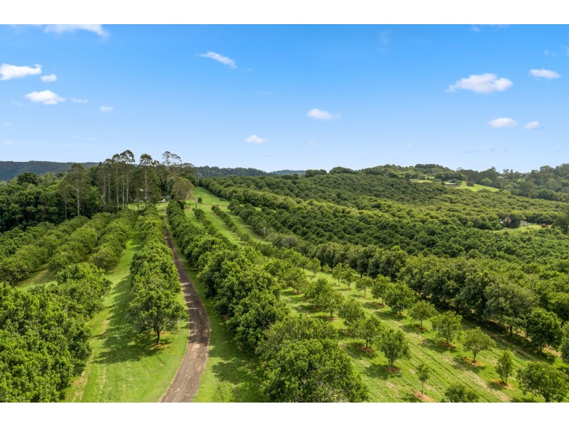 43 Lychee Drive, Rosebank NSW 2480