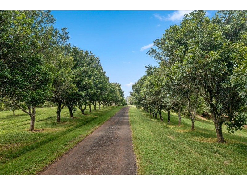 43 Lychee Drive, Rosebank NSW 2480