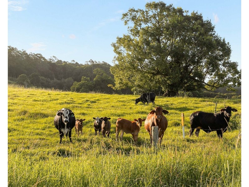 349 Federal Drive, Federal NSW 2480