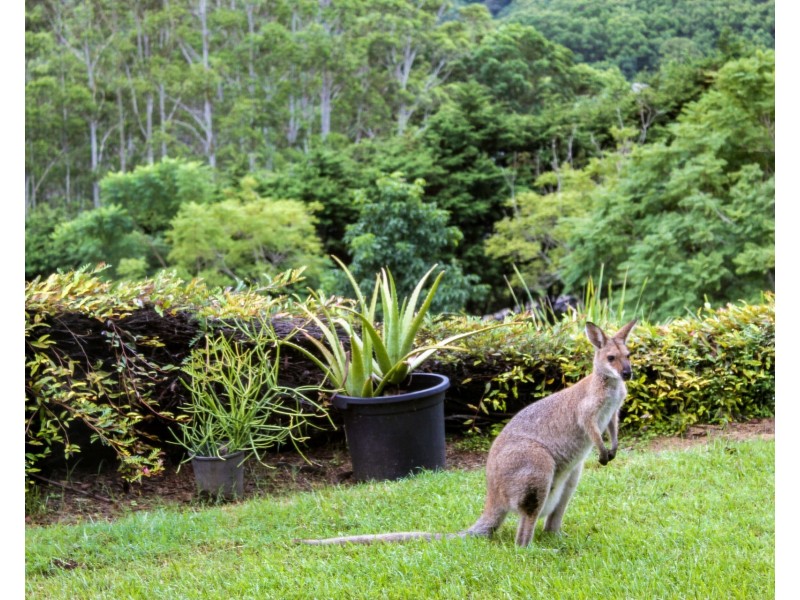 140 Phoenix Drive, Tintenbar NSW 2478