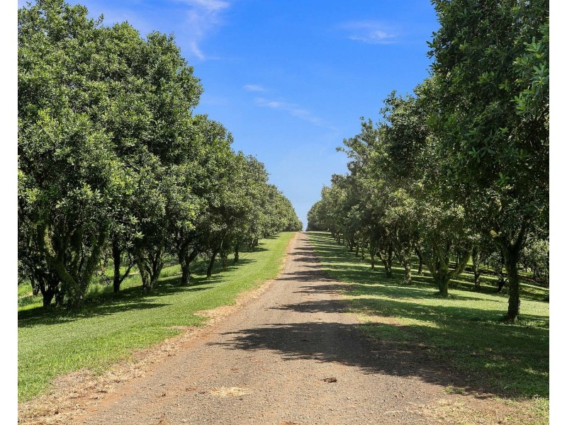 447 Ridgewood Road, Rosebank NSW 2480