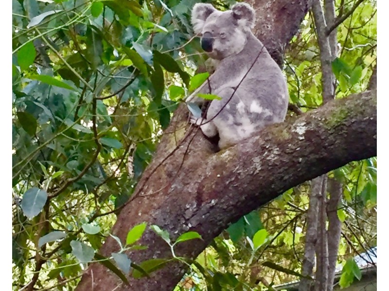 55 Lilli Pilli Drive, Byron Bay NSW 2481