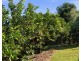 8 Laurel Avenue, Mullumbimby NSW 2482