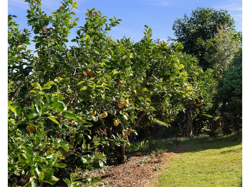 8 Laurel Avenue, Mullumbimby NSW 2482