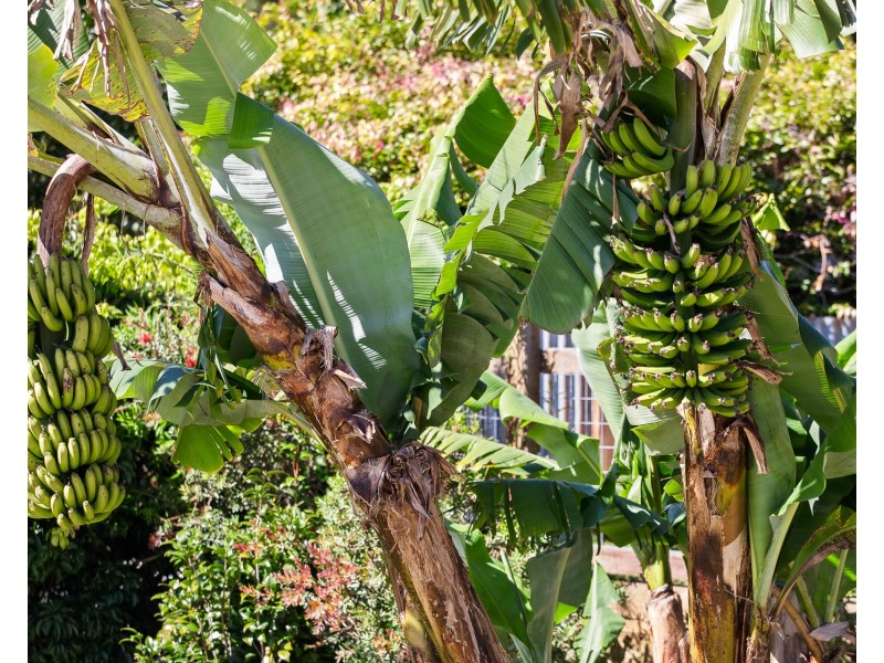 31 Tuckeroo Avenue, Mullumbimby NSW 2482