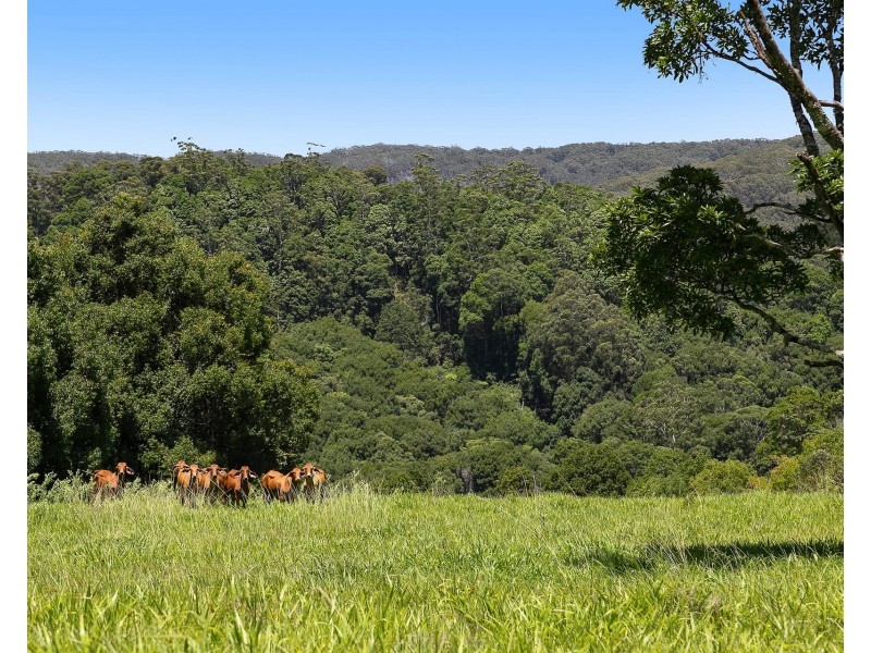 1028 Wilsons Creek Road, Wilsons Creek NSW 2482
