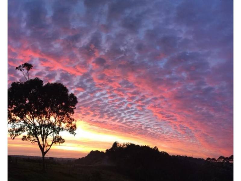 1696 Hinterland Way, Mcleods Shoot NSW 2479