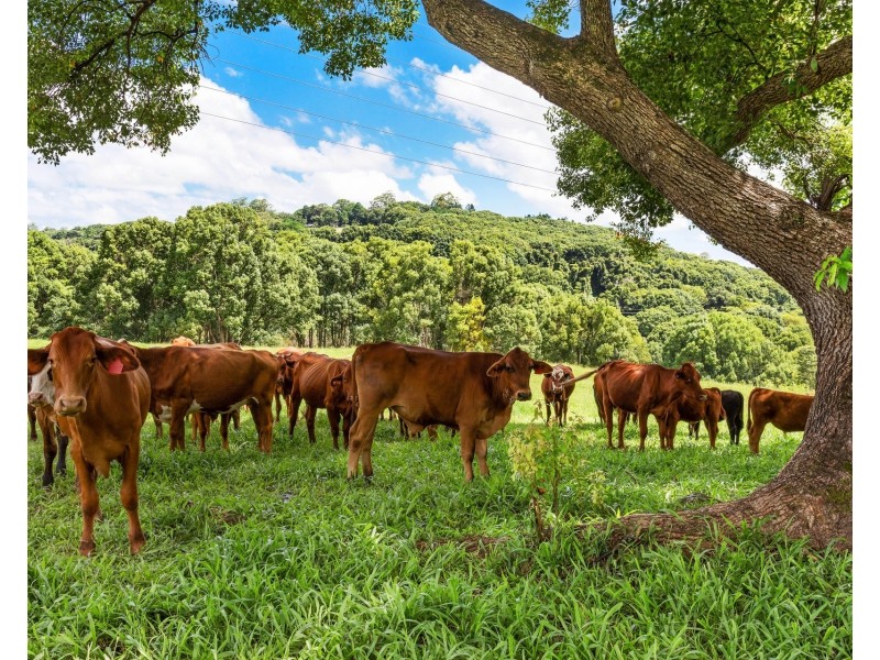 216 Repentance Creek Road, Goonengerry NSW 2482