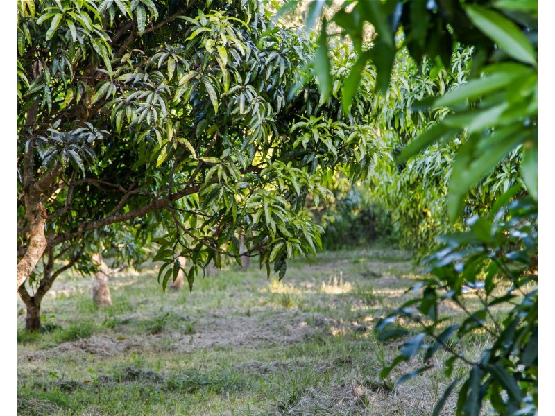 73 Lagoon Drive, Myocum NSW 2481