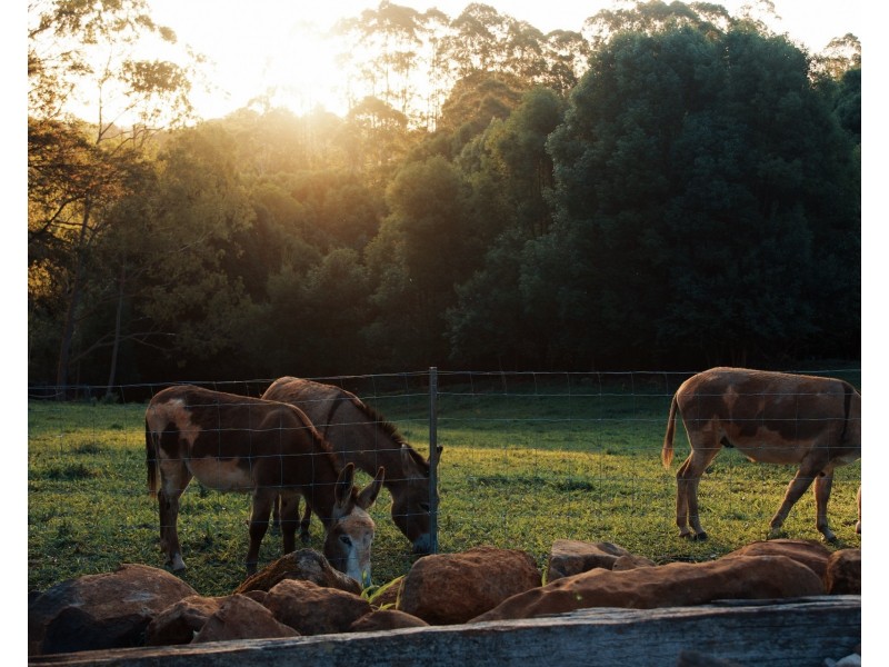 509 Rosebank Road, Rosebank NSW 2480