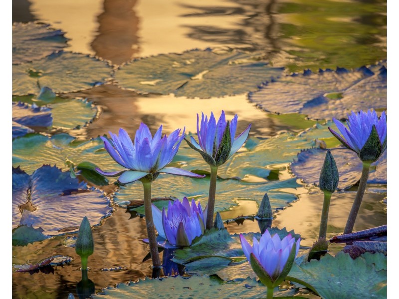 584 The Pocket Road, The Pocket NSW 2483