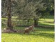 50 Rocky Creek Dam Road, Dunoon NSW 2480