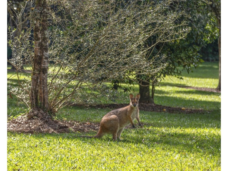 50 Rocky Creek Dam Road, Dunoon NSW 2480