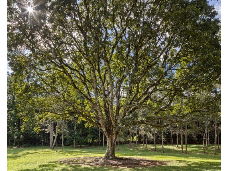 50 Rocky Creek Dam Road, Dunoon NSW 2480