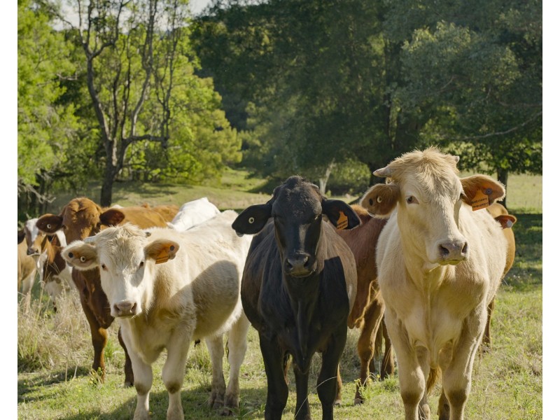 326 Booyong Road, Nashua NSW 2479