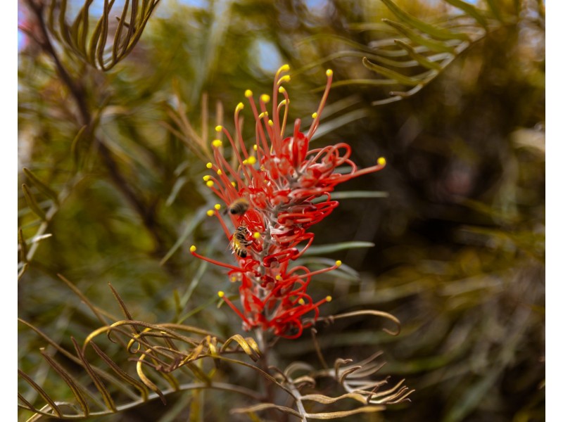 22 Coachwood Court, Federal NSW 2480