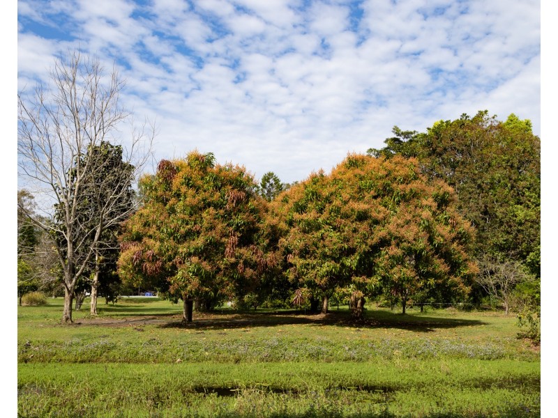 480 Left Bank Road, Mullumbimby Creek NSW 2482