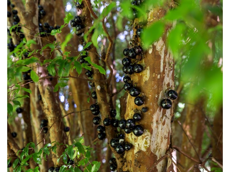 147 Whian Whian Road, Whian Whian NSW 2480