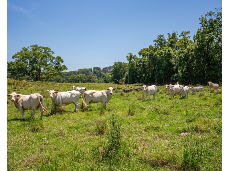 446 Binna Burra Road, Federal NSW 2480