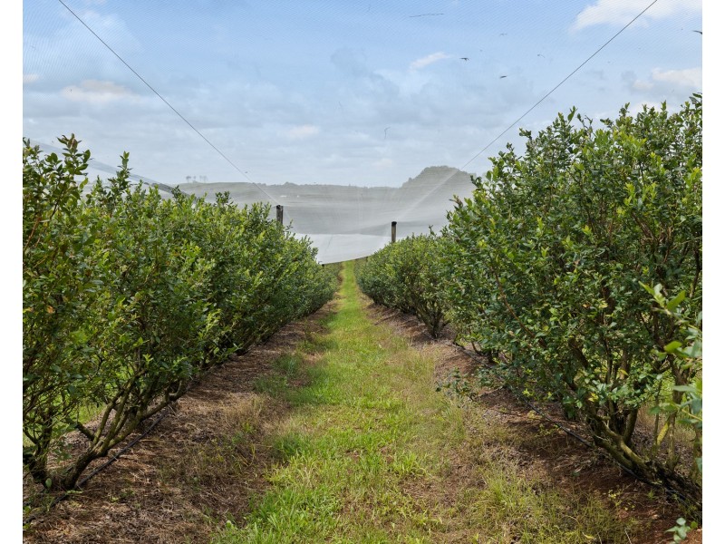 769 Fernleigh Road, Brooklet NSW 2479