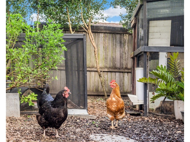 14 Rush Court, Mullumbimby NSW 2482