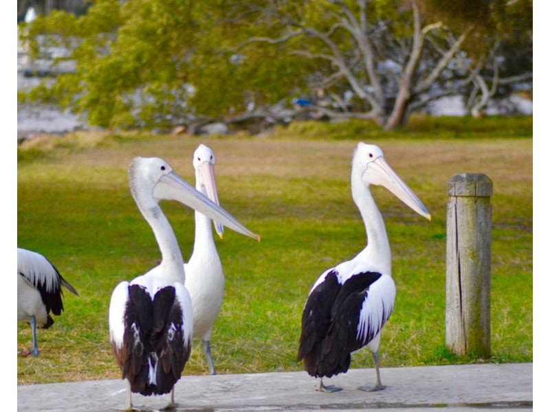 Lot 201-254, 201-254/22 Carrs Drive, Yamba NSW 2464