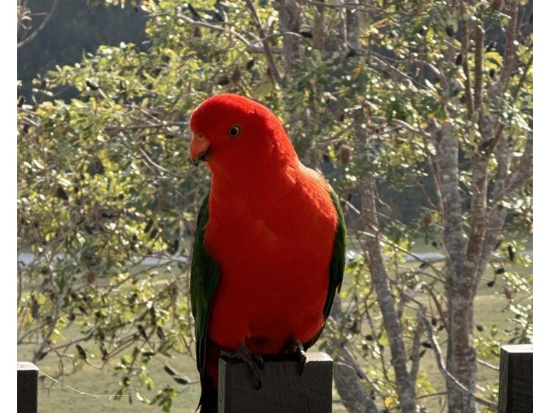 996 Firth Heinz Road, Pillar Valley NSW 2462