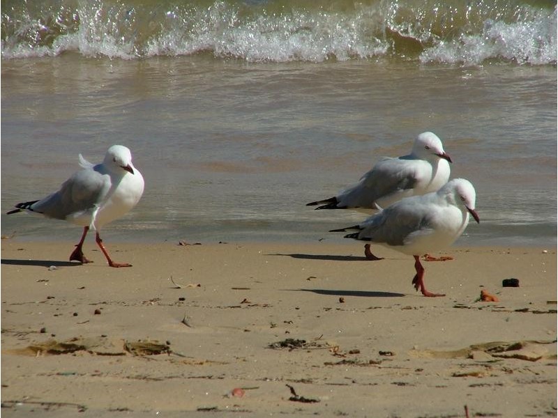 1/15 McKenzie Ave, Pottsville NSW 2489