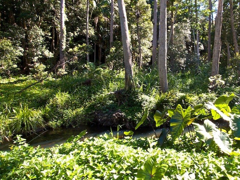 1110 Tallebudgera Creek Road, Tallebudgera Valley QLD 4228