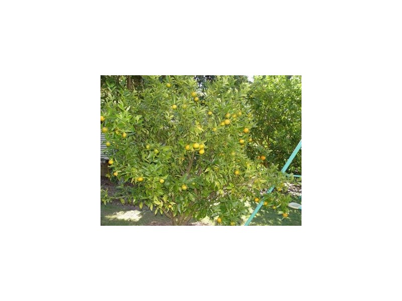 Springbrook QLD 4213